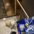 강아지 츄르 멍수무강 후기