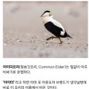 elder오리 이미지