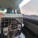 개 친절 펫택시 이미지