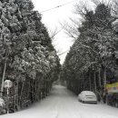 [포토] 폭설로 뒤덮인 제주...제설작업 안된 제2산록도로 이미지