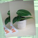 페페로미아 이미지