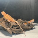 용두대로 | [제천] 파충류샵 오지 방문 후기｜크레스티드 게코 분양부터 초보 집사의 현실 적응기