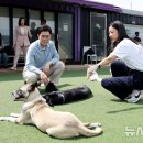 도그플래닛 뉴시스