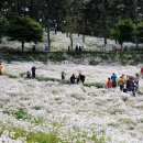 구절초테마공원 뉴스1