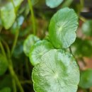 올터쟁반짜장 이미지