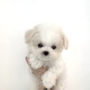 댕댕이 커트방 이미지