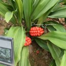 그린꽃식물원 이미지