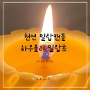 [하우올리 밀랍초] 천연 밀랍초란? 반려동물 영유아 함께 사용할 수 있는 성분 좋은 캔들 추천