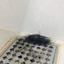 [리얼리뷰] 이너시아 샴푸 내돈내산 1주 차 후기