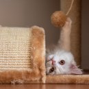 행복한고양이 이미지