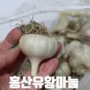 의성마늘농사꾼 네이버블로그