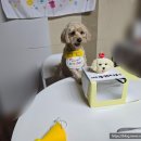 펫 소울 메이트 | 인천 청라 바우미우 강아지 케이크 주문제작 후기｜말티푸 두리 5살 생일 파티 기록