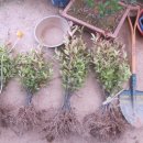 홍집농장 이미지