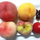 케이비농장 이미지