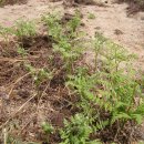 대지농장 이미지