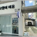 봄날냥 이미지