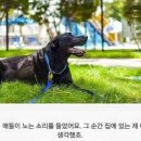 강아지의 하루 이미지