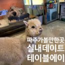 파주 아이 / 연인이랑 가볼 만한 곳 : [테이블에이] 실내 동물원 고양이 카페 먹이주기 체험 데이트...