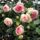 장미파크 이미지