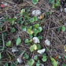 병풀 Centella asiatica (L.) Urb. 이미지