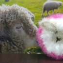 양수목장 이미지