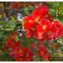 빨강버섯 스머프 이미지