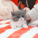 울산 고양이분양 미유펫 이미지