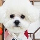 제라펫 이미지