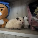 도치퀸 | 16번째/ 이것저것 리뷰/ 가산디지털단지 도치퀸 _ '족보있는 햄스터' 패디그리 분양후기