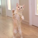 우주냥스타 이미지