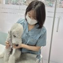 카카오 N 동물병원 이미지