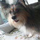 강아지삼촌 이미지