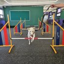 플레이독 애견유치원 이미지