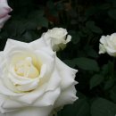 장미농장2 이미지