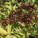 남천식품 이미지