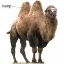 혹, 언짢음 hump 이미지