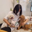 숲속앵두나무