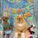 와이즈독 아카데미 이미지