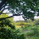 풍수지리(음택, 묘지) 이미지