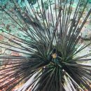 42. 긴침얼룩성게(Diadema savignyi)~Savigny's long-spine sea urchin,Long-spined urchin 이미지