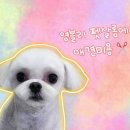 영블리 펫살롱 이미지