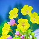 사조미가 이미지