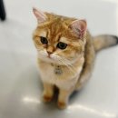 굄 이미지