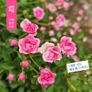 VOLARE by 장미의숲 | <이배러브 베이비로즈 대품> 이배가 4년째 키우는 분홍애기찔레장미, 강력추천!!