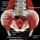 고관절과 골반 임상운동 해부학(근육) 이미지