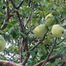 우리조경 이미지