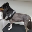 개구쟁이 애견 이미지