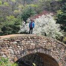 영산 만년교 이미지