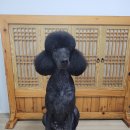 크라운독 이미지