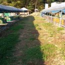 선진 양봉장 이미지